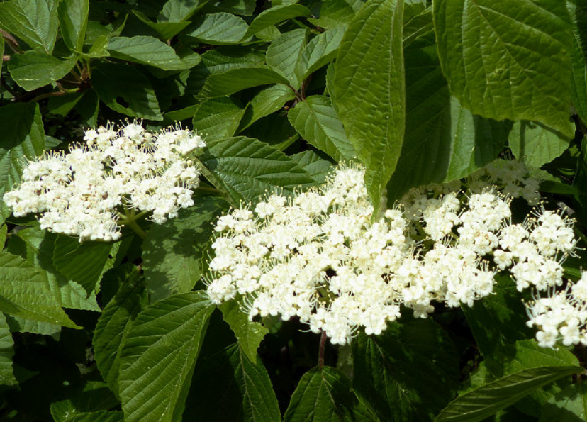  p>陕西荚蒾(学名: i>viburnum schensianum  /i>maxim.
