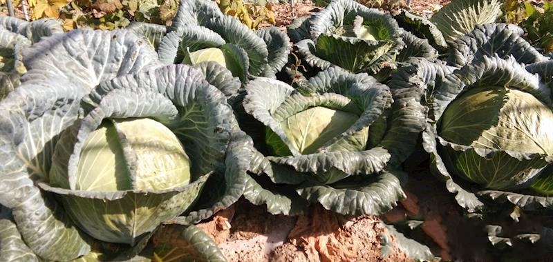 长庆桥镇,隶属于甘肃省庆阳市宁县,地处<a