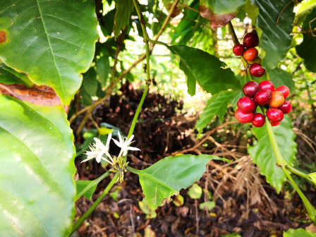 海南铺前林家大院种植的罗布斯塔中粒种