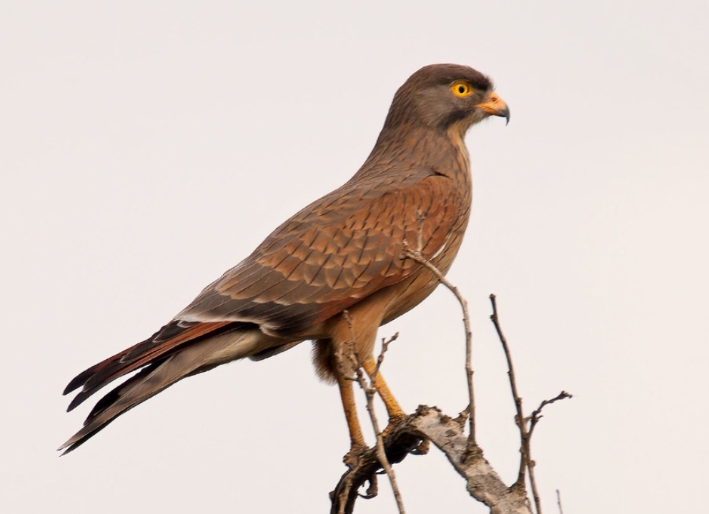  p>蝗鵟鹰(学名: i>butastur rufipennis /i>):是鹰形目,鹰科,鵟鹰属