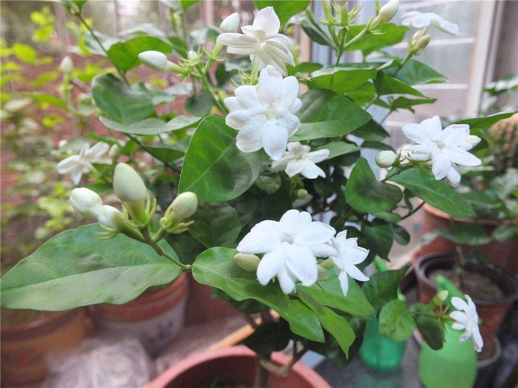 像香水一样的几种花，只要光照足，花多叶绿又芳香_百科TA说