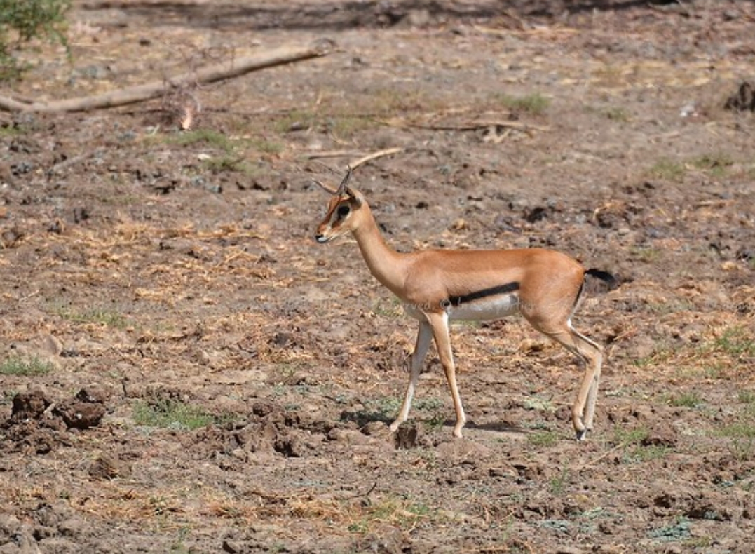  p>赤额瞪羚(学名: i>eudorcas rufifrons /i>):是偶蹄目,牛科,瞪羚属
