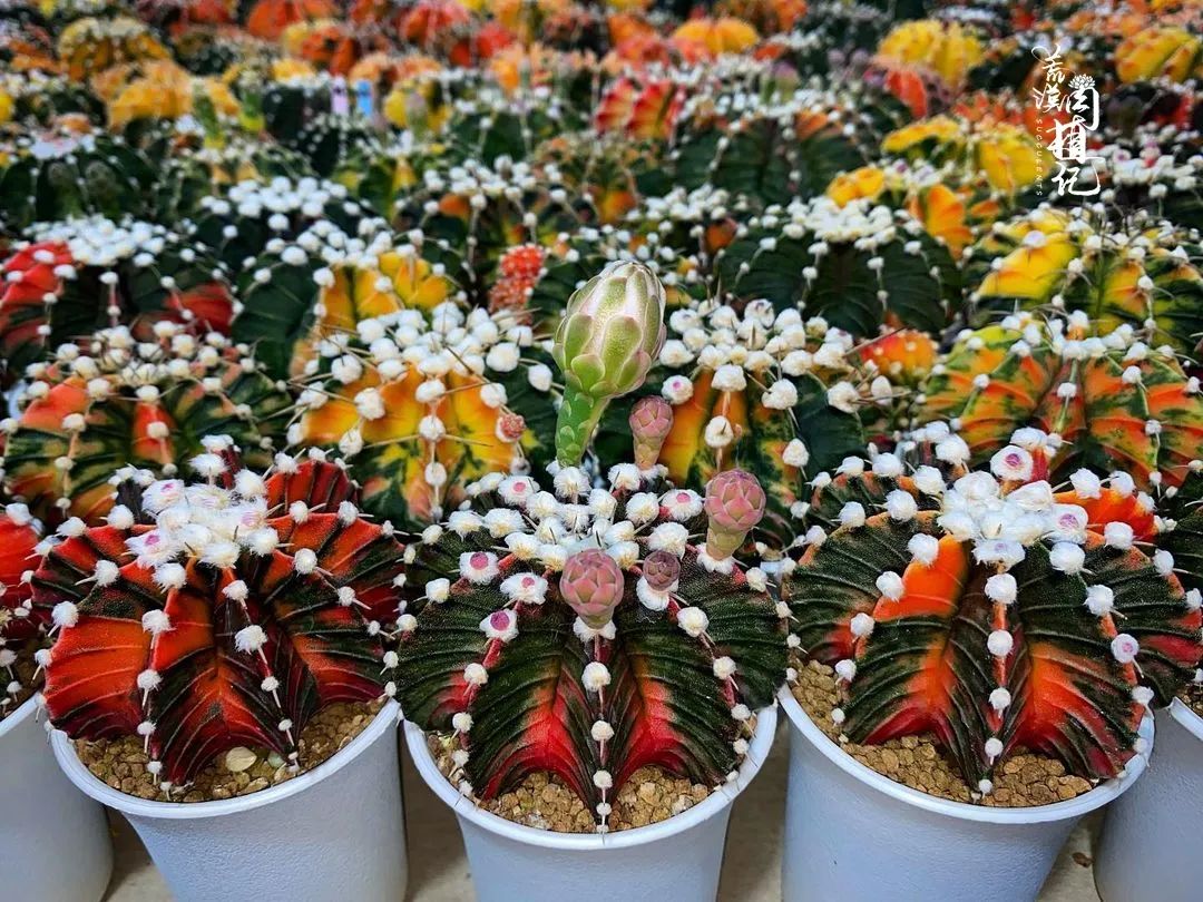 你知道泰国的什么植物在仙人掌界顶顶有名吗 百科ta说