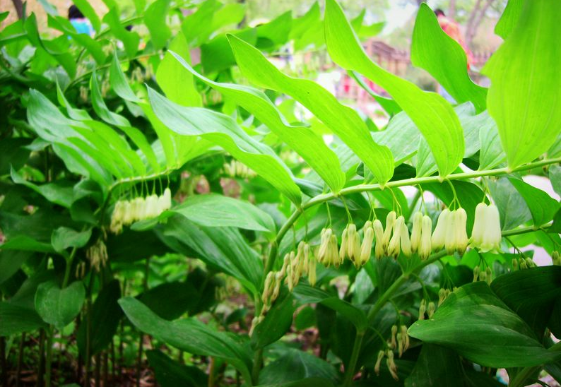  p data-id="ta3tiiazz76l">玉竹( i>polygonatum odoratum  /i>(mill