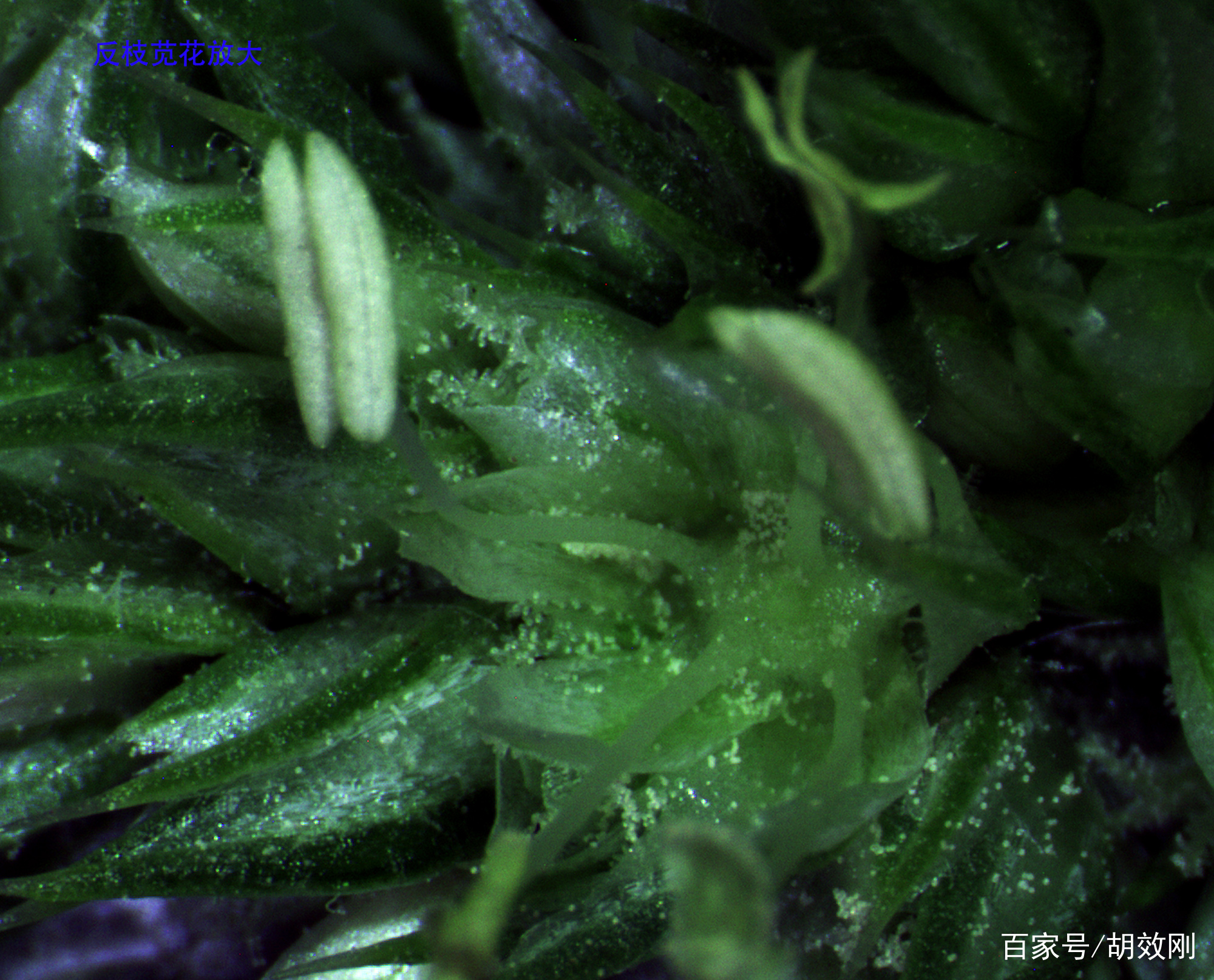 苋科反枝苋花、花序、花群体、果序、果群体、根、茎及叶原图_百科TA说