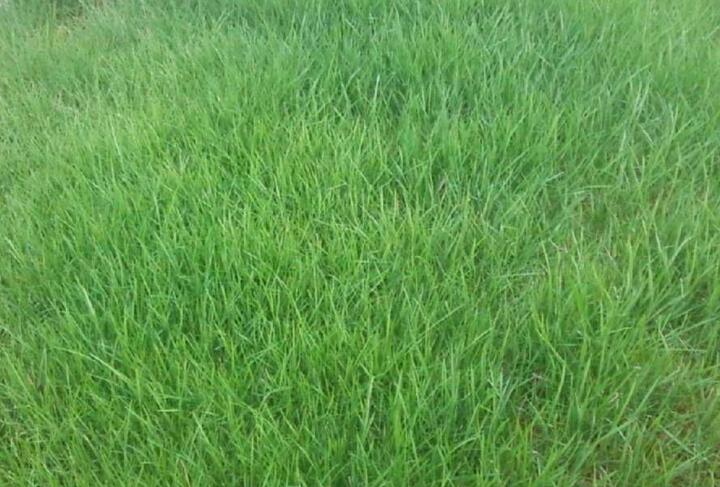  p>紫羊茅(学名: i>festuca rubra /i> l.