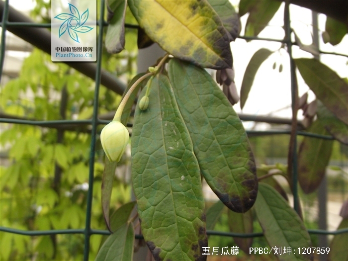  p data-id="tzaxbjxy18tu">五月瓜藤( i>holb