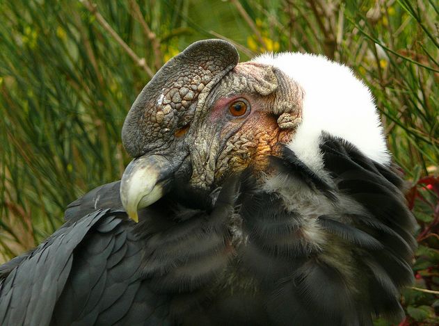  p>安第斯神鹫(学名: i>vultur gryphus /i>):又叫康多兀鹫,也有人叫