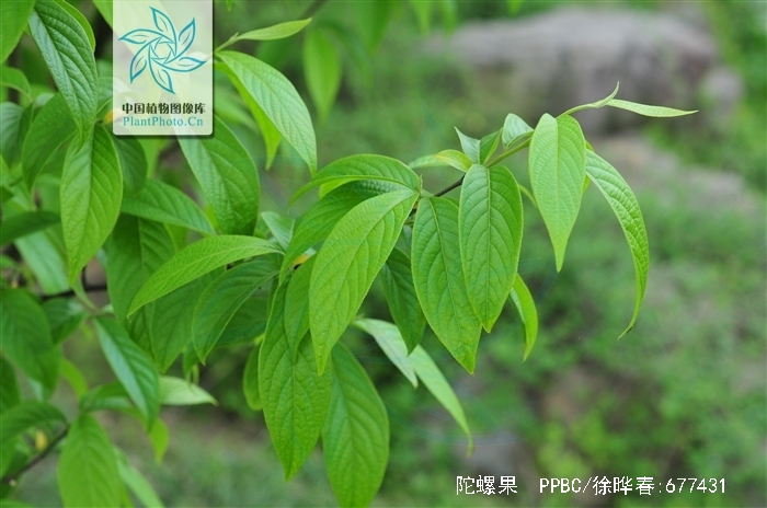  /i>),又名水冬瓜,冬瓜木, a href="#" data-lemmaid="1639863">鸦头