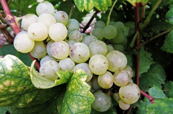  p> a href="#">白香蕉葡萄 /a>白香蕉葡萄属欧美杂交种,是一种品质