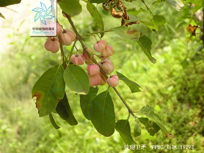 栓翅卫矛
