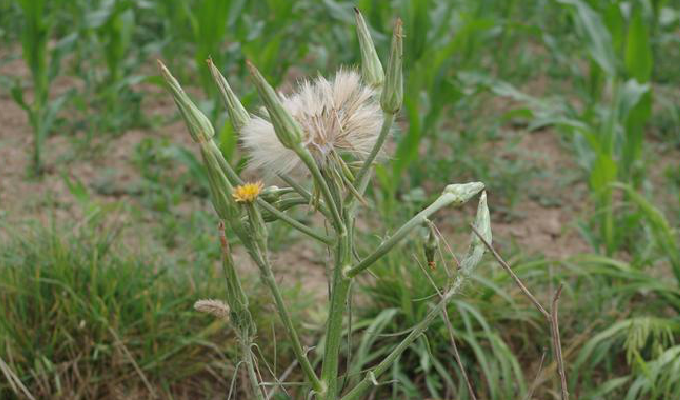  p>细叶鸦葱(学名: i>scorzonera pusilla /i> pall.