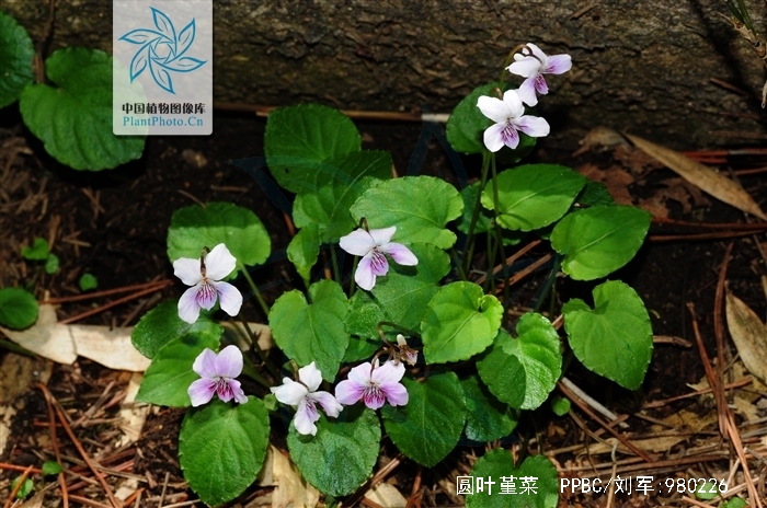  p>圆叶堇菜(学名:viola pseudo-bambusetorum chang)是堇菜科堇菜属
