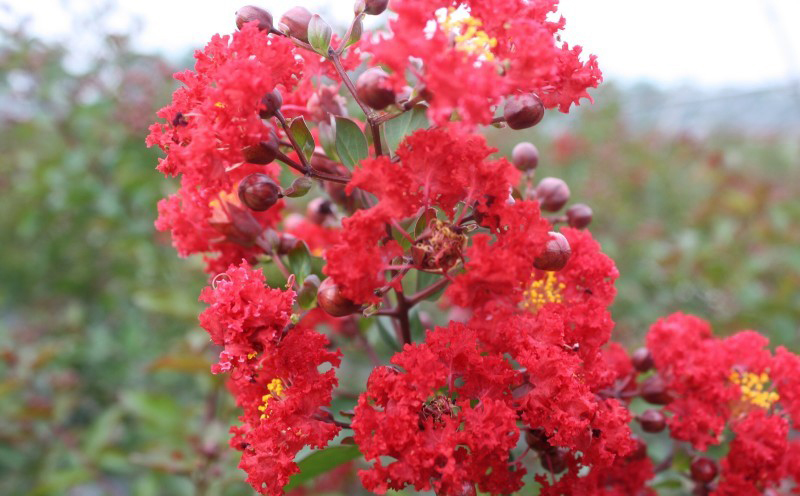 科 /a> a href="#" data-lemmaid="6725766">紫薇属 /a>落叶乔木, a