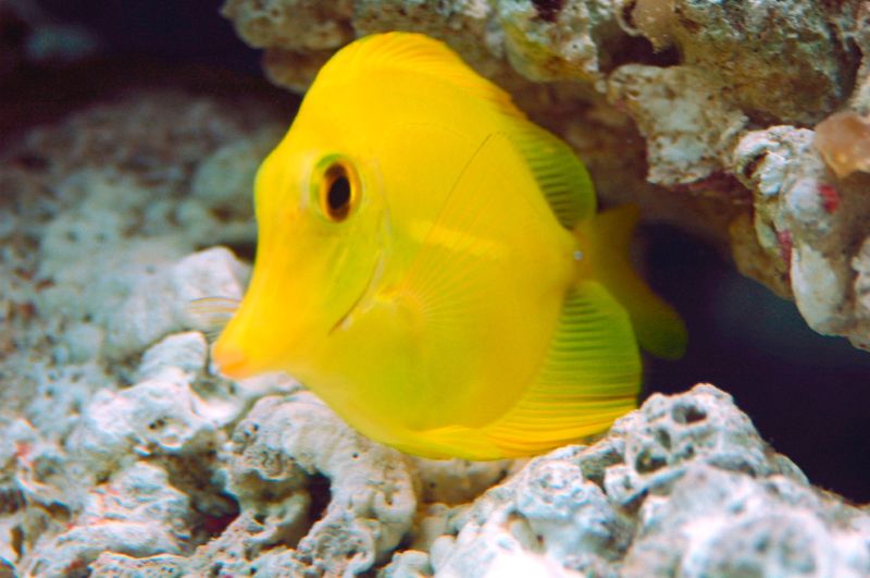  p>黄高鳍刺尾鱼(学名: i>zebrasoma flavescens /i>)其体卵圆而侧扁