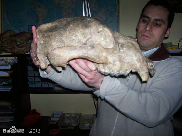  p> b>南美细齿巨熊 /b>( i>arctotherium angustidens /i>)是一种