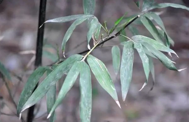  p>灰竹(学名: i>phyllostachys nuda /i> mcclure)是禾本科,刚竹属