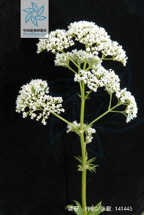  p>缬草(拉丁学名: i>valeriana officinalis /i> l.