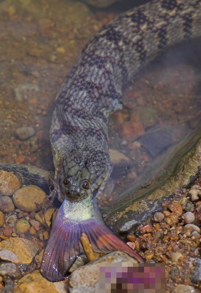  p>中国水蛇(学名: i>enhydris chinensis /i>)是 a href="#" data