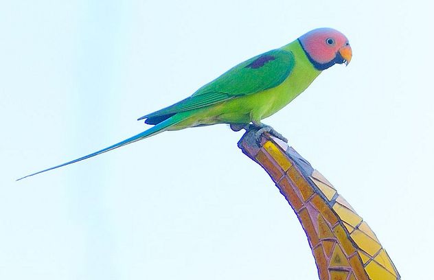  p>花头鹦鹉(学名: i>psittacula roseata /i>)是中型 a href="#">