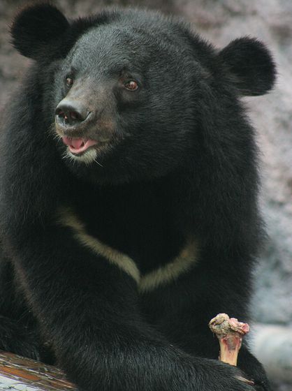 台湾黑熊