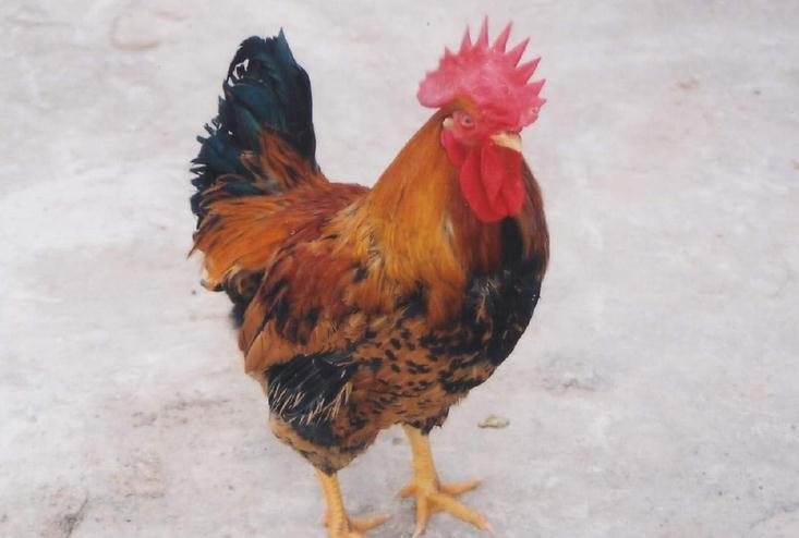  p>新泰花鸡是肉蛋兼用型地方品种,主要产于 a t