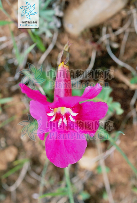 p> b>红波罗花 /b>(学名: i>incarvillea delavayi /i>)为 a target=