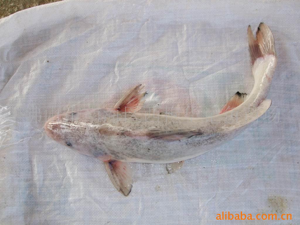  p>岩原鲤(学名:procypris rabaudi)为 a target="_blank" href="