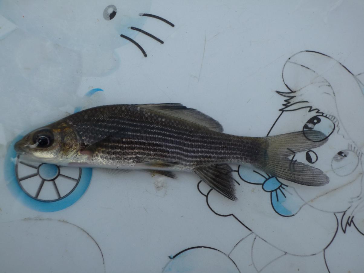  p>岩原鲤(学名:procypris rabaudi)为 a target="_blank" href="