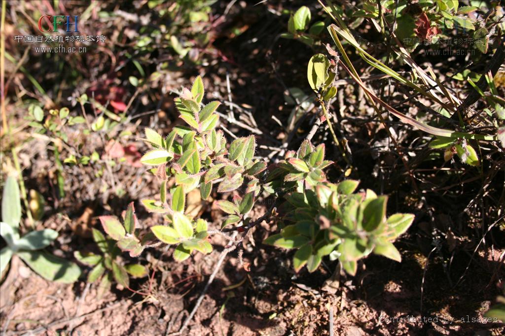 树萝卜属/2025203" data-lemmaid="2025203">树萝卜属 /a>,五翅莓属