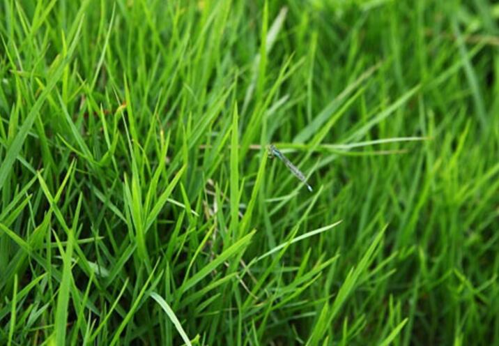  p>假俭草(学名: i>eremochloa ophiuroides /i> (munro) hack.