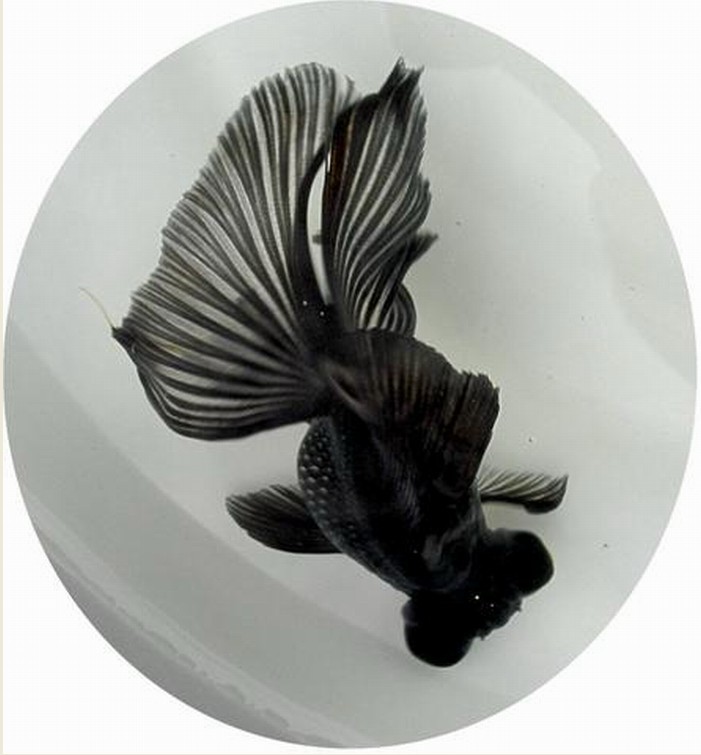  p data-id="gnveiufkoq">在 a target="_blank" href="/item/龙睛鱼