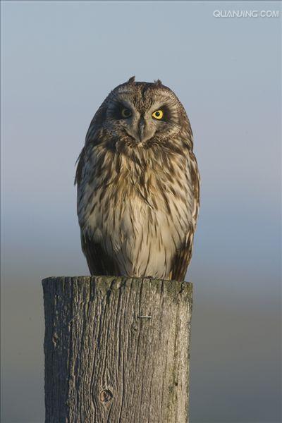 short-eared owl
