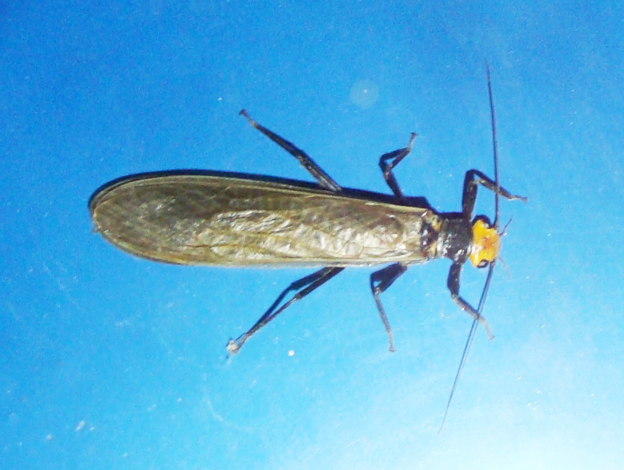  p>石蝇是动物界, a href="#" data-lemmaid="1622398">节肢动物门 /a