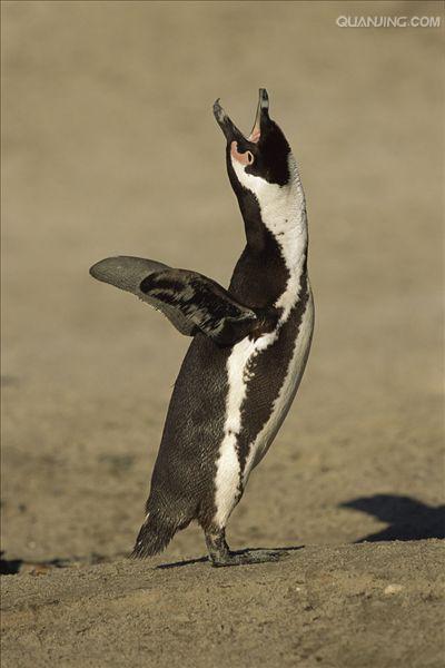 black-footed penguin