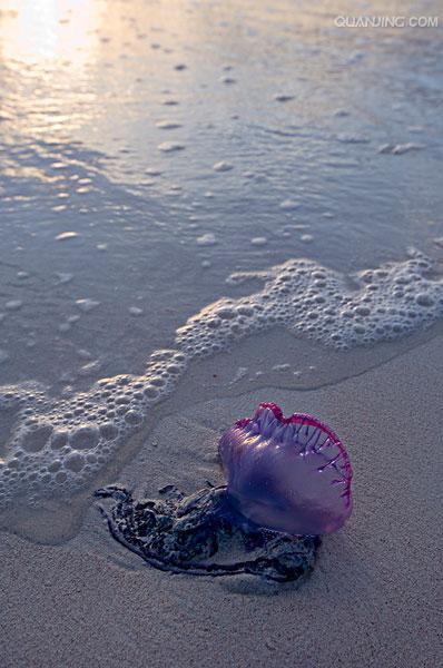  p>僧帽水母是 a target="_blank" href="/item/腔肠动物/418200"