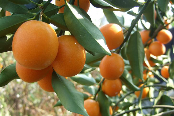 是芸香科柑橘属的灌木.