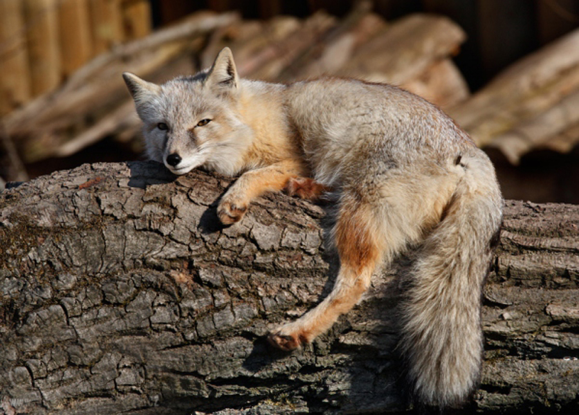  p>沙狐(学名: i>vulpes corsac /i>):体长50-60厘米,尾长25-35厘米