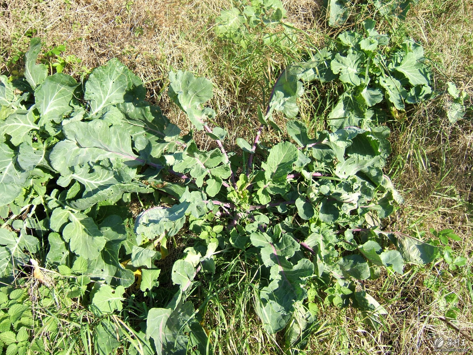  p>芸薹属(brassica)是一个十字花科下的属.