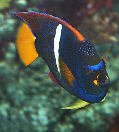  p>国王神仙,学名 i>holacanthus passer  /i>(valenciennes, 1864), 