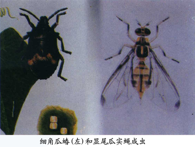 dacus caudatus fabricius