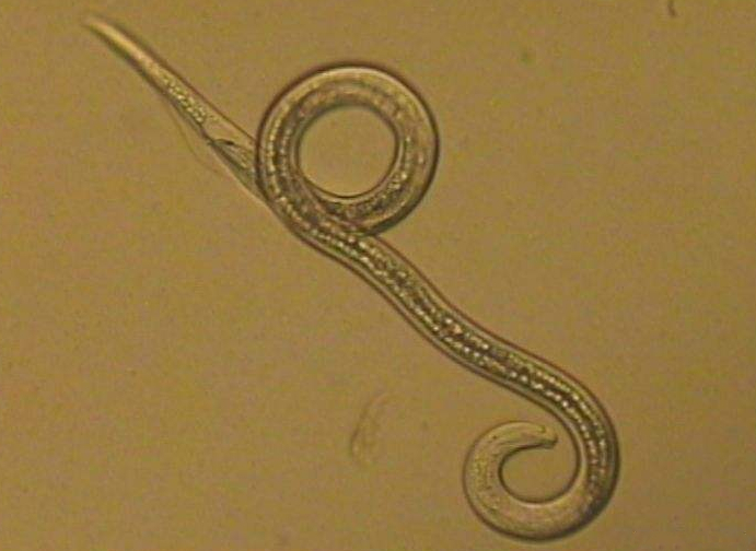  p>香蕉穿孔线虫(radopholus similis)又名香蕉烂根病,是香蕉,花卉