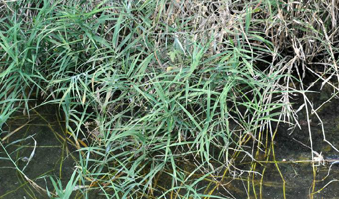  p>乱子草属为植物界禾本科,分布于北美,喜马拉雅至日本,但主产地为