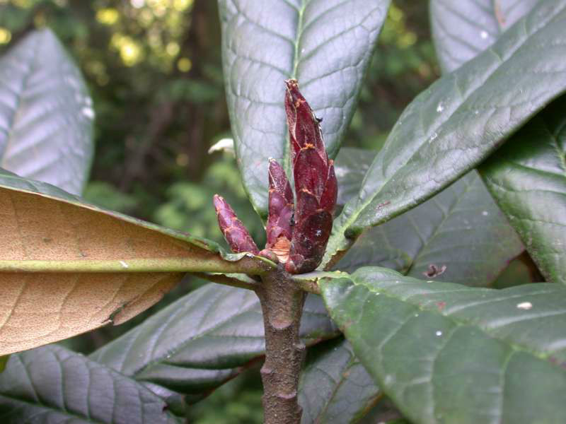  p>宽柄杜鹃(学名: i>rhododendron rothschildii /i>  davidian):大 