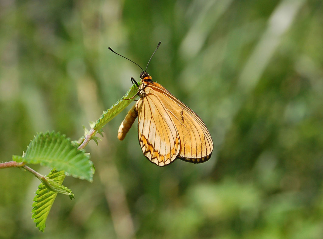 成蝶,体长16-26mm,翅展53-70mm,体翅棕黄色.前翅前缘,外缘灰褐