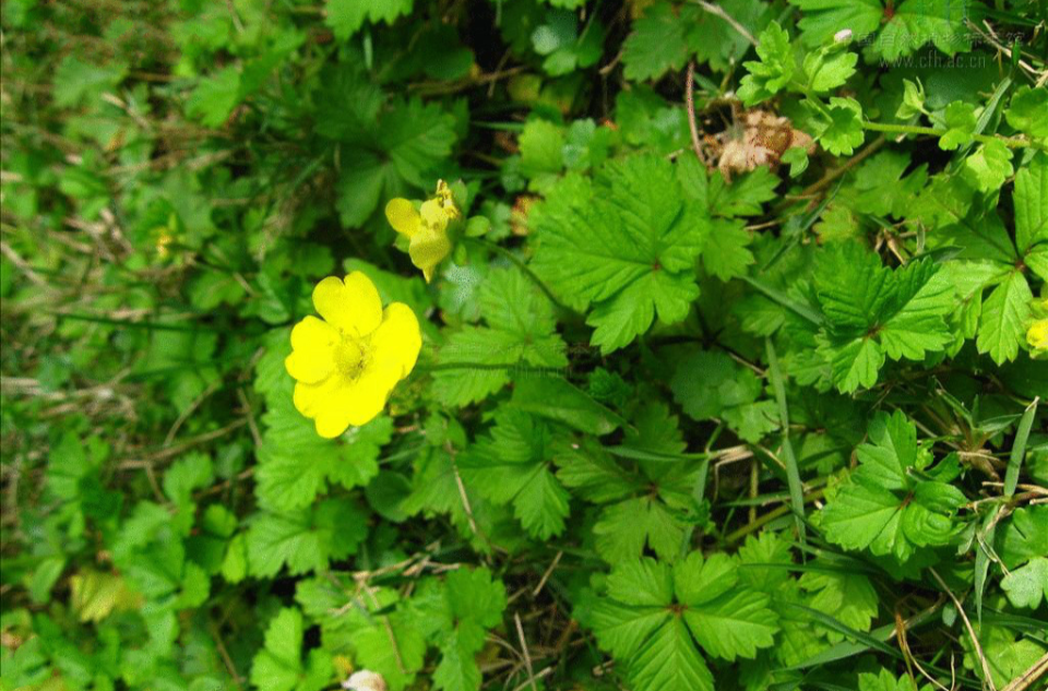 "10386738">蛇衔 /a>, a target="_blank" href="/item/蛇含/4511127"