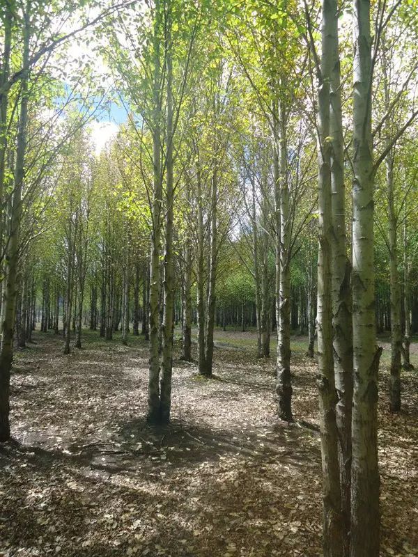  p> a href="#" data-lemmaid="2455405"> b>云南青杨 /b> /a> b>