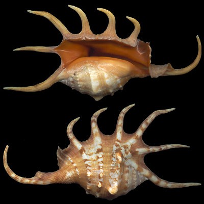  p>金黄蜘蛛螺(学名: i>lambis crocata /i>):成贝长70 - 205毫米.