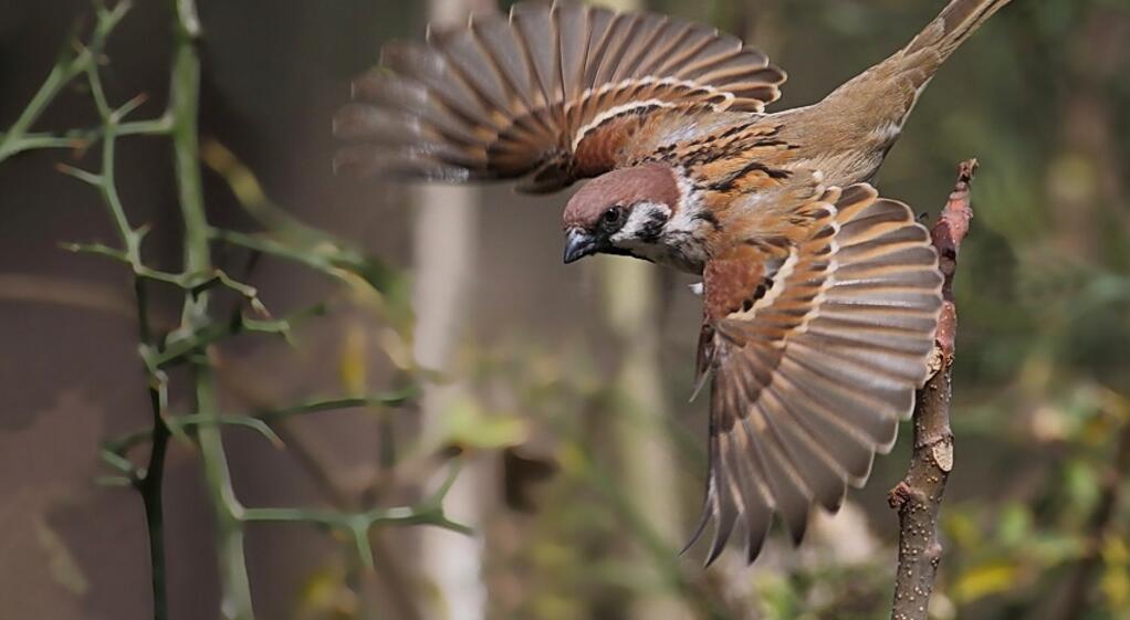 树麻雀甘肃亚种