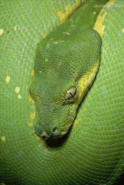  p>绿树蟒 i>(学名:chondropython viridis) /i>产于新几内亚,印度尼